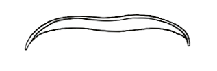 Rectangle