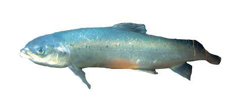 Oval