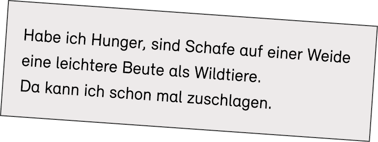 Habe ich Hunger, sind Schafe auf einer ­Weide eine leichtere Beute als Wildtiere. Da kann ich schon mal zuschlagen.