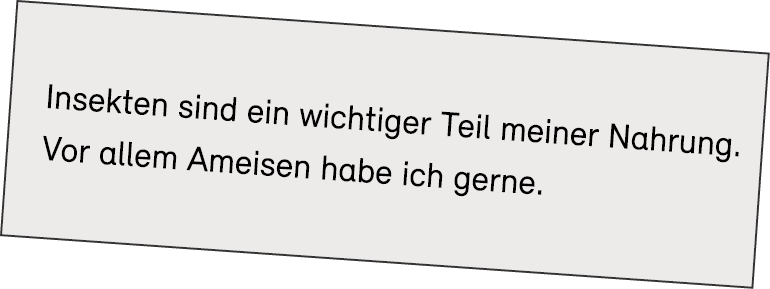 Insekten sind ein wichtiger Teil meiner Nahrung. Vor allem Ameisen habe ich ­gerne.