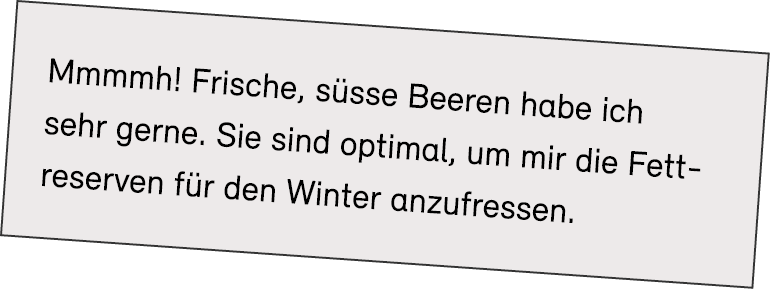 Mmmmh! Frische, s sse Beeren habe ich sehr gerne. Sie sind optimal, um mir die Fett­reserven f r den Winter anzufressen.