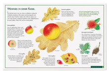 Naturtafel Gallen-0084, 
