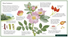 Naturpostkarte Wildrose-0174, 