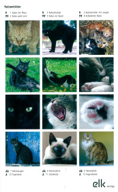 50 % Katzenbilder-0967,